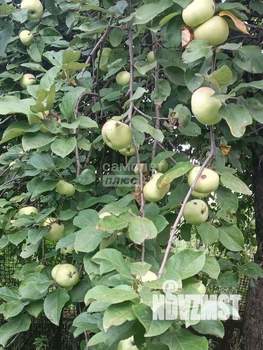 Дом 42м&sup2;, 1-этажный, участок 10 сот.  