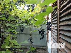 Дом 38м&sup2;, 1-этажный, участок 8 сот.  