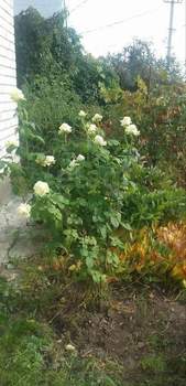 Дом 75м&sup2;, 1-этажный, участок 7 сот.  