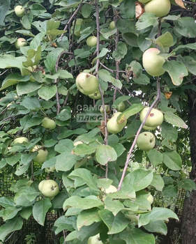 Дом 42м&sup2;, 1-этажный, участок 10 сот.  